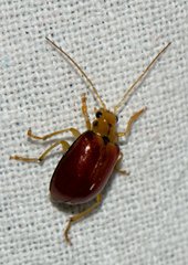 Macrima hartmanni