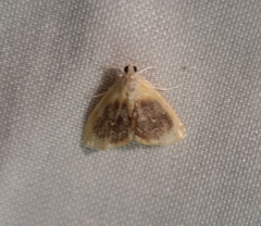 Glaphyria fulminalis