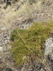 Cymopterus terebinthinus foeniculaceus