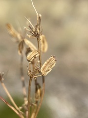 Cymopterus terebinthinus foeniculaceus