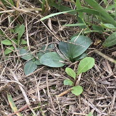 Spiranthes lacera gracilis