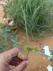 Cyperus retroflexus