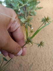 Cyperus retroflexus
