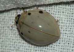 Harmonia eucharis