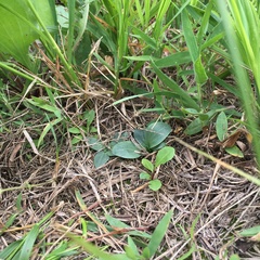 Spiranthes lacera gracilis