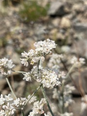 Eriogonum strictum