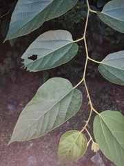 Alangium kurzii
