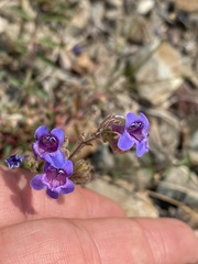 Penstemon diphyllus