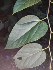 Alangium kurzii