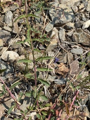 Penstemon diphyllus