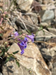Penstemon diphyllus