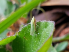 Draeculacephala balli