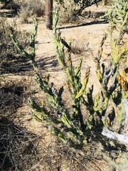 Cylindropuntia calmalliana