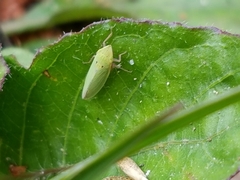 Draeculacephala balli