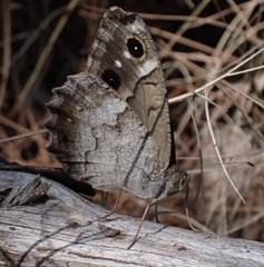 Hipparchia statilinus