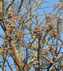 Erythrina livingstoniana