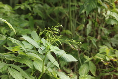 Impatiens parviflora