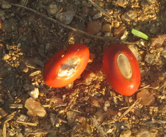 Erythrina livingstoniana