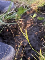 Carex capillaris