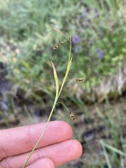 Carex capillaris