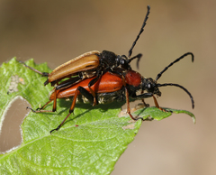 Stictoleptura rubra