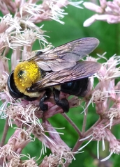 Xylocopa virginica image
