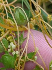 Cuscuta pentagona