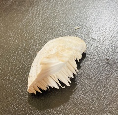 Irpiciporus