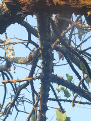 Erythrina livingstoniana