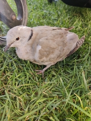 Streptopelia decaocto