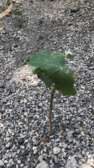 Magnoliopsida