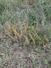 Cuscuta pentagona
