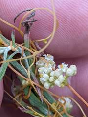 Cuscuta pentagona
