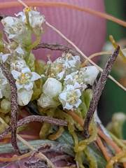 Cuscuta pentagona