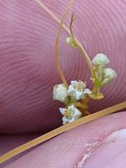 Cuscuta pentagona