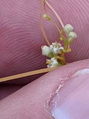 Cuscuta pentagona