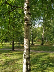 Betula utilis jacquemontii