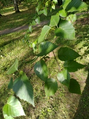 Betula utilis jacquemontii