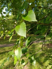 Betula utilis jacquemontii