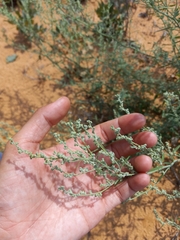 Chenopodium desiccatum leptophylloides
