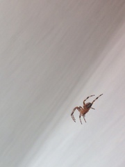Araneus diadematus
