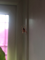 Araneus diadematus