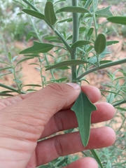 Chenopodium desiccatum leptophylloides