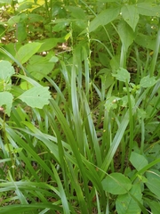 Diarrhena obovata