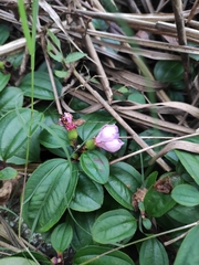 Melastoma dodecandrum