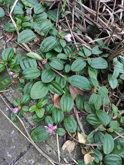 Melastoma dodecandrum