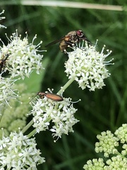 Chrysanthia geniculata
