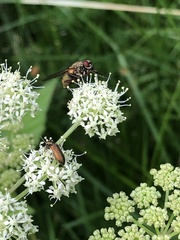 Chrysanthia geniculata