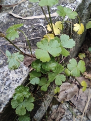 Hydrocotyle batrachium