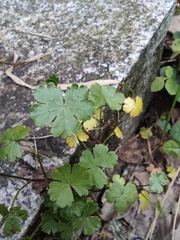 Hydrocotyle batrachium